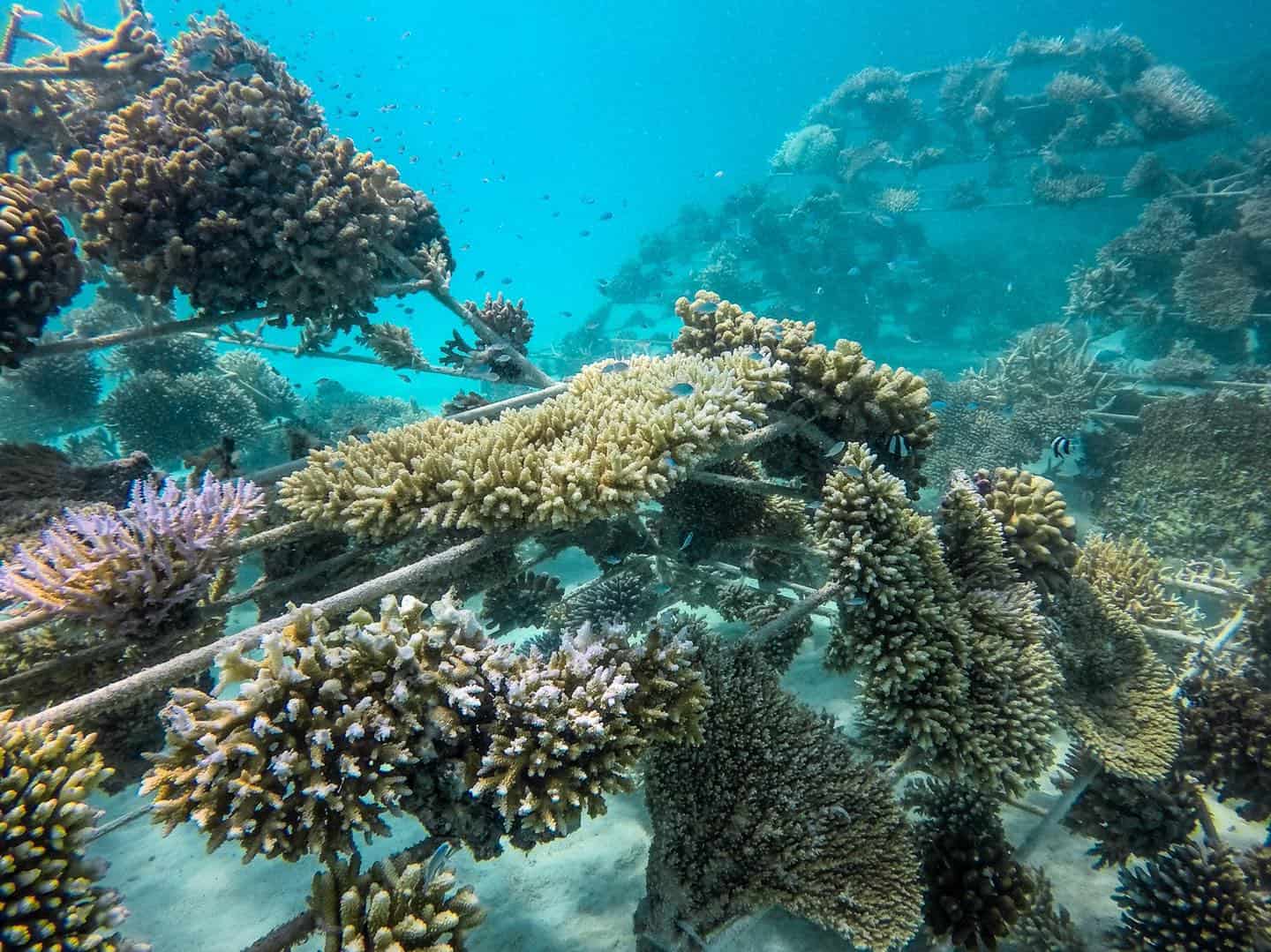 Sheraton Maldives Partners With Reefscapers To Save The Coral Reefs Of